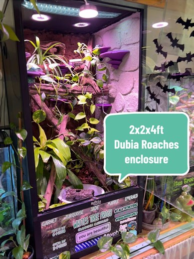 Creating a Bioactive Enclosure for Whites Tree Frogs