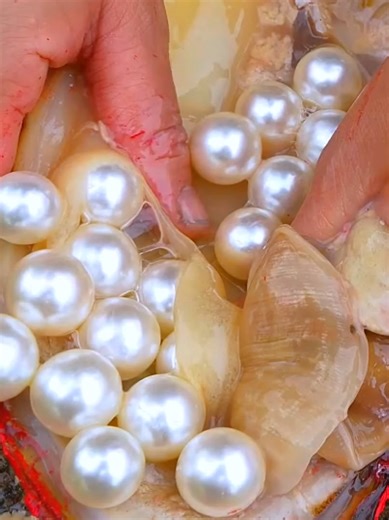 😱 Opening a Giant Red Clam Reveals Elegant Blue and White Pearls #PearlDiscovery #GiantClams #HiddenGems #RarePearls #NatureWonder
