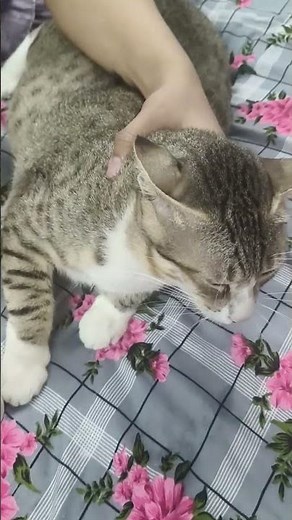 How to Clean your cats ears 👂