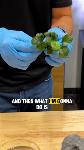How To Glue Tricky Plants In Your Aquarium FAST