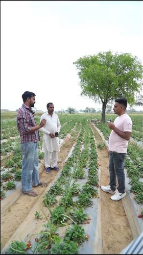 Strawberry Cultivation Step by Step | Beginner Guide