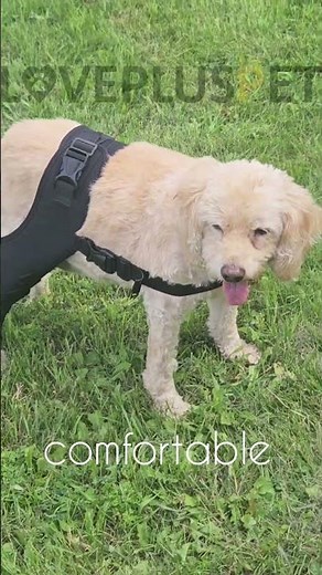 Dog Double Leg Brace | dog back leg brace arthritis | Lovepluspet