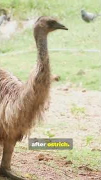 The 10 Biggest Birds On Earth