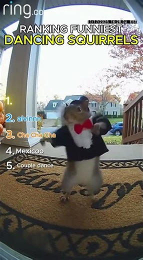 Ranking funny dancing squirrels #funny #shorts #youtubeshorts #ytshorts #comedy #cute #music