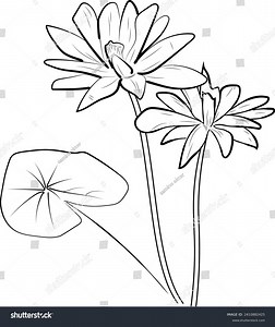 Simple Lily Pad Drawing Simple Easy Stock Vector (Royalty Free) 2410882425 | Shutterstock