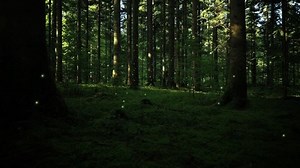 Flying Glowing Green Fireflies Inside Dark Stock Footage Video (100% Royalty-free) 3647579651 | Shutterstock