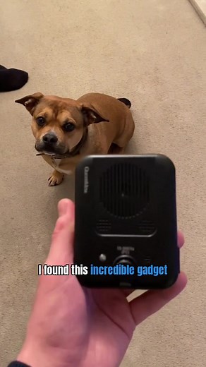 🐕 Happy Pup, Happier Neighbors. 🐕#dog #fyp