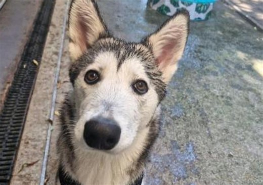13 charming dogs and cats at Merseyside RSPCA adoption centres looking for homes in Liverpool