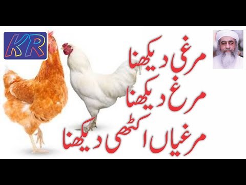 Khwab mein Murghi Dekhna ki Tabeer - Khwab mein Murgha Dekhna ki Tabeer - Murgi ka Gosht Dekhna