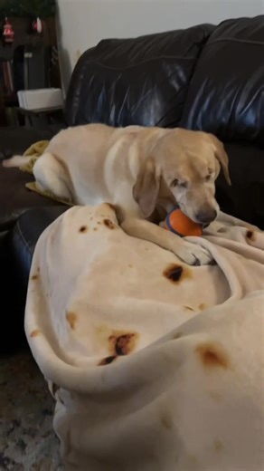Buck the Party Pup: Joyful Moments with a Yellow Lab