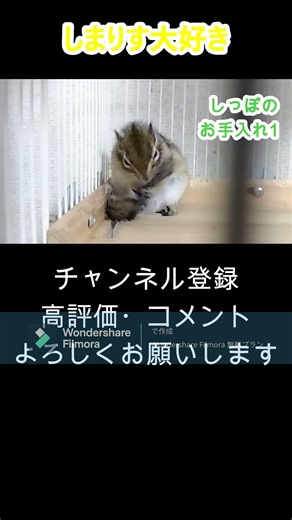 しまりす「ポン吉」ビーズアクセサリーを作るのが趣味の人はいますか？！私も以前はまってました！！天然石やスワロフスキーとか、手芸屋さんで探すのが楽し過ぎた！！