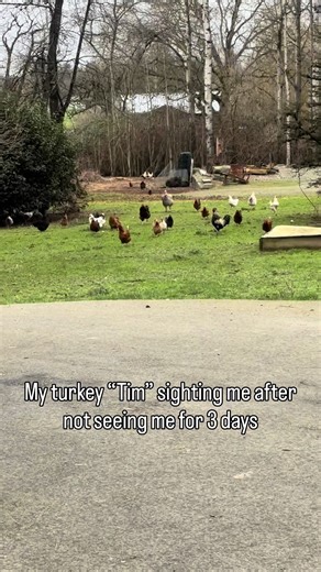 Some people are excited to see their dogs and cats when they get home, others…their turkeys 🥹 🦃 ❤️ #farmlife #pets #fyp #turkey #adorable