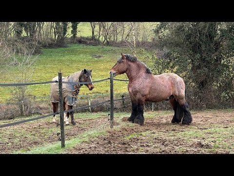 Ardennes Stallion vs Normal Horse & Tiny Tim