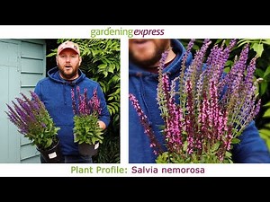 Plant Profile - Salvia Nemorosa