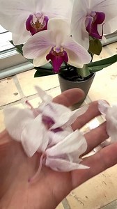 Your orchid is not dying when the flowers fall off! | Ohio Tropics Houseplant and Garden Care