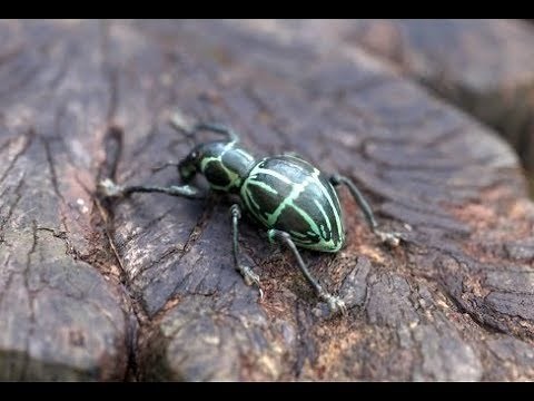 Finally! Gaming with Real Life Graphics in 2020?