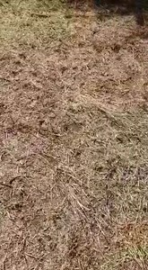 3.2K views · 50 reactions | Southern African Python / Thlware from Notwane Chicken Farm.....Thanks for the Video.....Sean@SRG | Snake Relocation Gaborone | Facebook