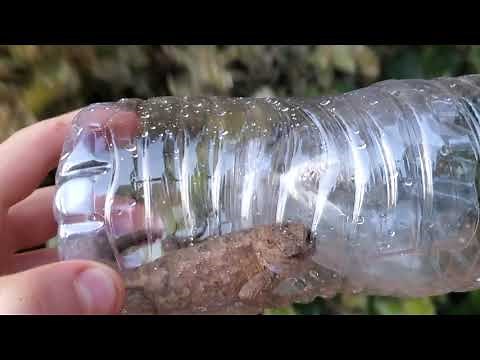 DIY Lizard Trap