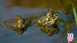 Are these toads communicating without sound?