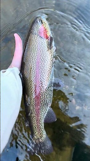Rainbow Trout Release Tuckasegee River