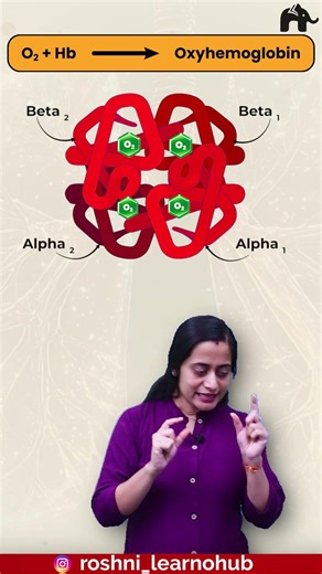 Oxyhemoglobin | Transport of Oxygen | Breathing and Exchange of gases Class 11 Bio with Roshni Mam