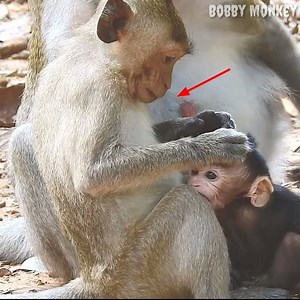 The bad brother monkey try many way to block milk for the pity baby monkey. | Bobby Monkey