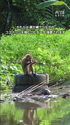 タイのココナッツ産業における猿の強制労働に反対しよう✊