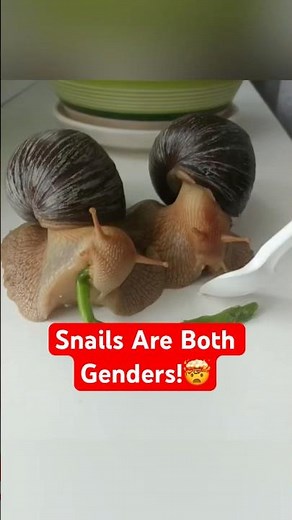 Snails Are Actually Both Male And Female