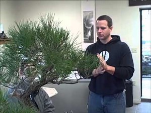 Ryan Neil on Japanese Black, Red, and White Pine care