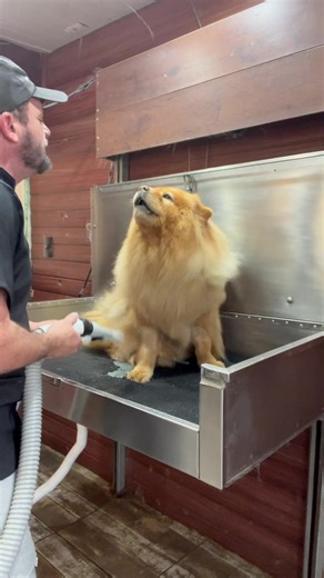 #chow #pet #petshop #chowchow