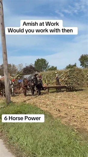 89K views · 1.5K reactions | Amish men's working #amish #amishlife | Amish Community | Facebook
