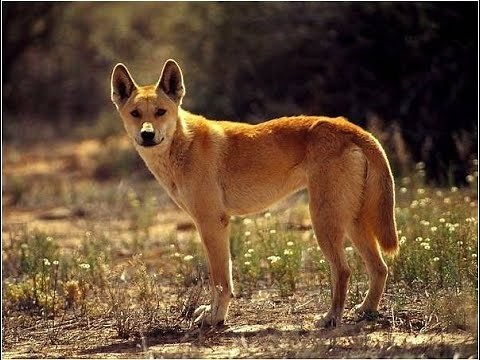 "The American Dingo: A Forgotten Wild Legacy"