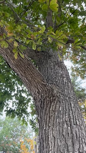 As we approach the end of National Forest Week, we want to thank the #BurlON community for helping us protect and grow our urban canopy. From engaging with us at Food for Feedback, participating in our annual tree giveaways, or joining us and our partners for tree planting events this week, listened in on a tree talk, you’ve helped us move closer to our goal of reaching 35 per cent canopy cover by 2060. This week above all, you really 🌳 branched 🌳 out - Let’s look at our planting stats this we