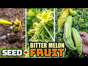 Growing bitter melon gourd from seed to fruit (108-day time lapse)