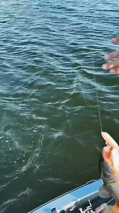 16K views · 156 reactions | Fishing the DOG-X DIAMANTE for Largemouth Bass | Megabass of America | Facebook