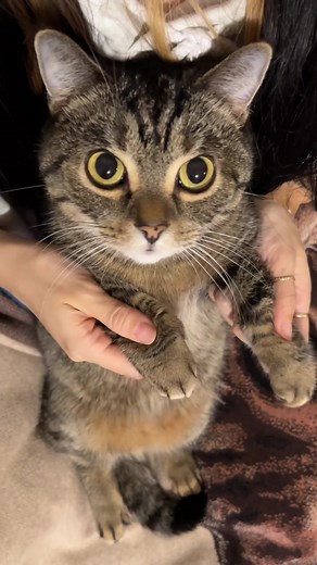 Independent Cat Having Fun on Wednesday