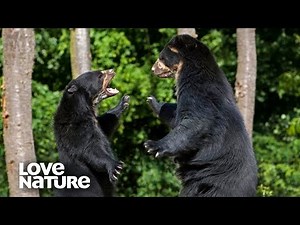 Orphaned Spectacled Bear and Male Form a Heartfelt Bond | Love Nature
