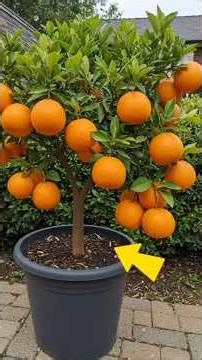 How to growing orange tree