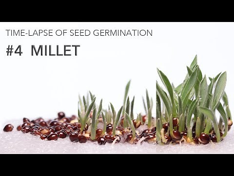 AMAZING SEED GERMINATION TIME-LAPSE #4 MILLET | #4_黍