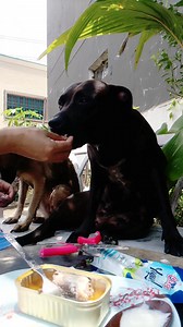 18K views · 267 reactions | Yung nexgard spectra niluluha tlga khit ipalaman na藍藍 matalino ka tokio | Iskonatics | Facebook