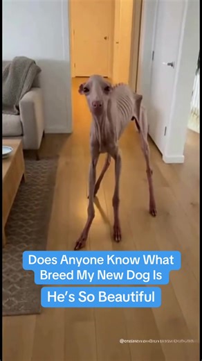 Discovering My New Greyhound Dog Breed