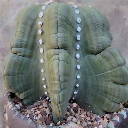 #cactuscollection #garden #cacticacti #garden #gardening