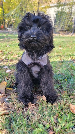 Brightstar Labradoodles | Meet Blue 💙 A black male Multigenerational Australian Labradoodle with an exceptionally calm, affectionate temperament. Blue is almost 6... | Instagram