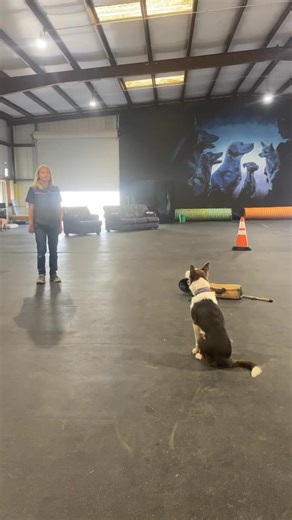 34K views · 444 reactions | kick back stand without a foot target, and final steps of the Stand for exam and sit for exam | Denise Fenzi | Facebook