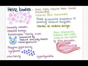 Heinz bodies | veterinary haematology