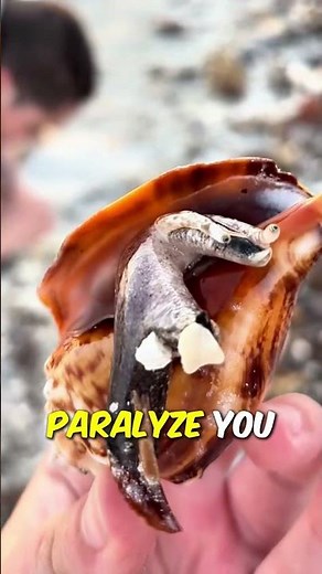 The most dangerous snail in the world. Cone snail