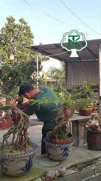 Người làm vườn -Tèo nyken #bonsai #bonsainghethuat #caycanh #teonyken