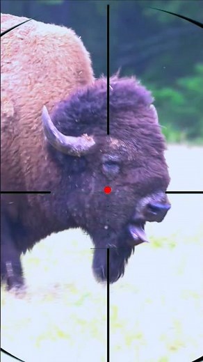 Bison Shooting | Sparare al bisonte | Schiet de bizons neer