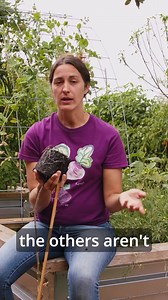 11 reactions | Is your plant not looking so good? It could be root-bound. Don’t worry, though, you can still fix it by repotting it into a bigger pot! 華 For more gardening knowledge, be sure to give us a follow! #KelloggGarden #garden #gardening #gardeningtips #growyourown #organic #organicgardening #homegrown #roothealth #rootbound | Kellogg Garden | Facebook