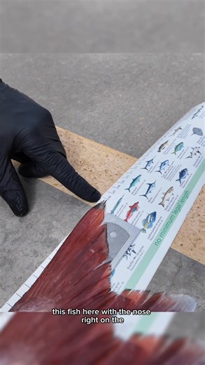 1.1M views · 5.3K reactions | Fisheries Officer Eric shows us the right way to measure snapper every time  Just remember, it's from the tip of the closed mouth to the tip of the tail. | Victorian Fisheries Authority | Facebook